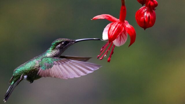 10 Flowers to Attract Hummingbirds to your Garden